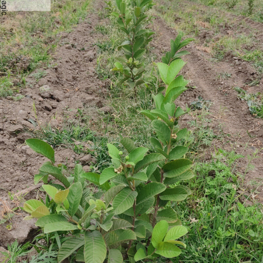Agroforestry for a Sustainable Tomorrow: Bajaj Allianz General Insurance's ESG Initiative – 2 years