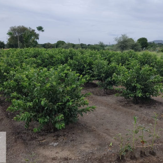 Agroforestry for a Sustainable Tomorrow: Bajaj Allianz General Insurance's ESG Initiative – 2 years