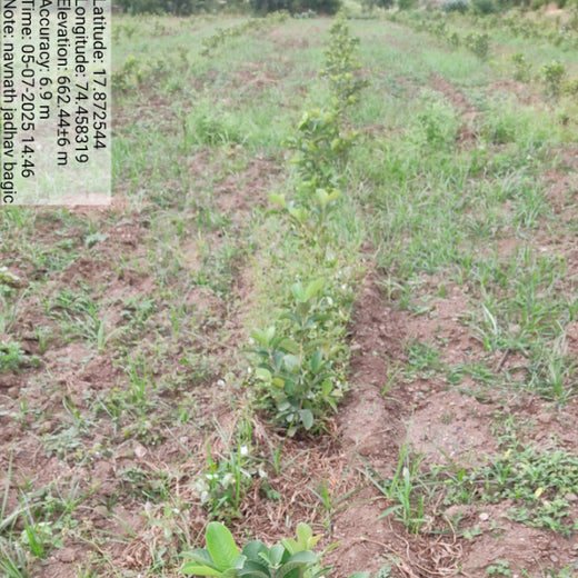 Agroforestry for a Sustainable Tomorrow: Bajaj Allianz General Insurance's ESG Initiative – 2 years