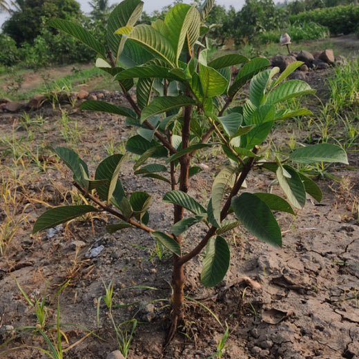 Agroforestry for a Sustainable Tomorrow: Bajaj Allianz General Insurance's ESG Initiative – 2 years