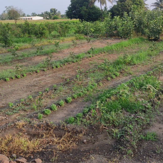 Agroforestry for a Sustainable Tomorrow: Bajaj Allianz General Insurance's ESG Initiative – 2 years