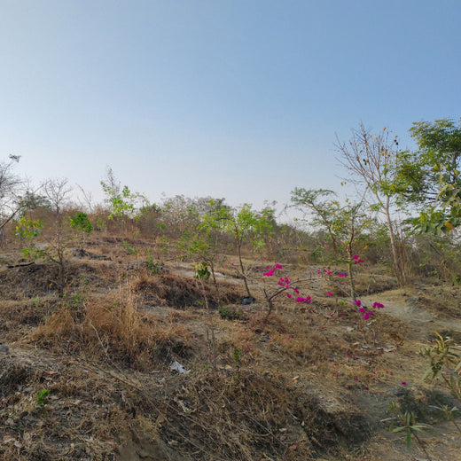 Growing for Good: Bajaj Allianz Life Insurance's Greening Mission – 6 months