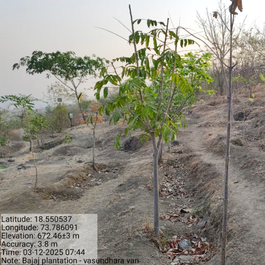 Growing for Good: Bajaj Allianz Life Insurance's Greening Mission – 6 months