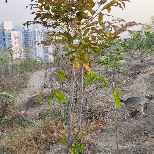Growing for Good: Bajaj Allianz Life Insurance's Greening Mission – 6 months