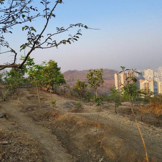 Growing for Good: Bajaj Allianz Life Insurance's Greening Mission – 6 months