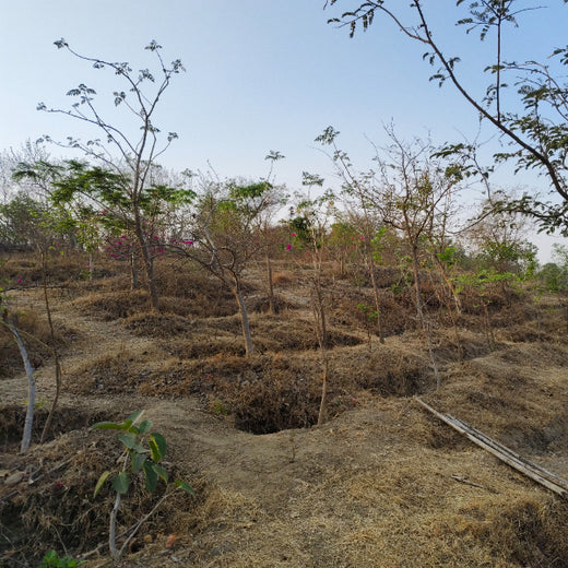 Growing for Good: Bajaj Allianz Life Insurance's Greening Mission – 6 months
