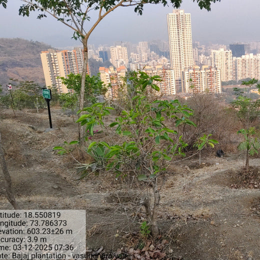Growing for Good: Bajaj Allianz Life Insurance's Greening Mission – 6 months