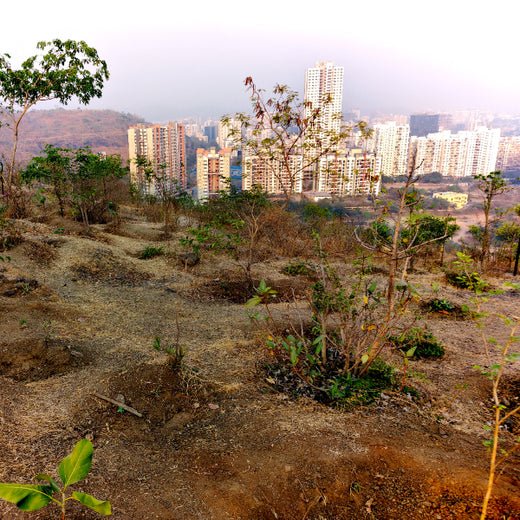 Growing for Good: Bajaj Allianz Life Insurance's Greening Mission – 6 months
