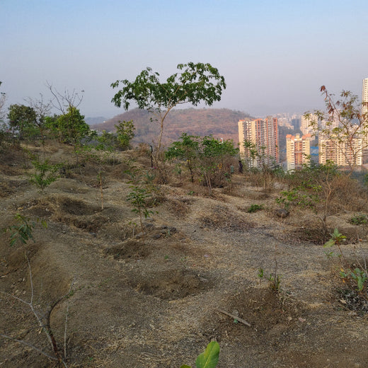 Growing for Good: Bajaj Allianz Life Insurance's Greening Mission – 6 months