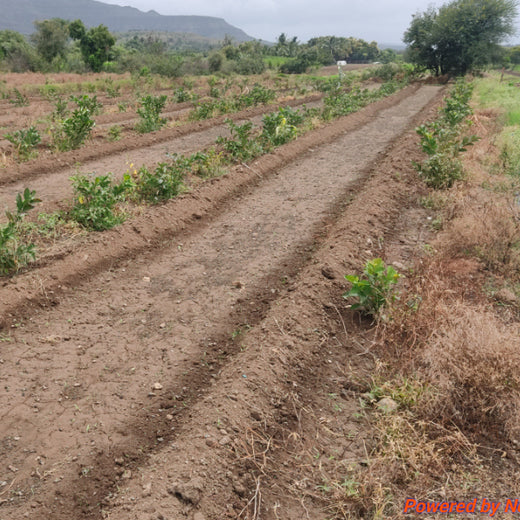 Growing Green: Bajaj Allianz Life Insurance’s Agroforestry Initiative – 6 months