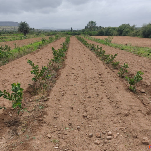 Growing Green: Bajaj Allianz Life Insurance’s Agroforestry Initiative – 6 months