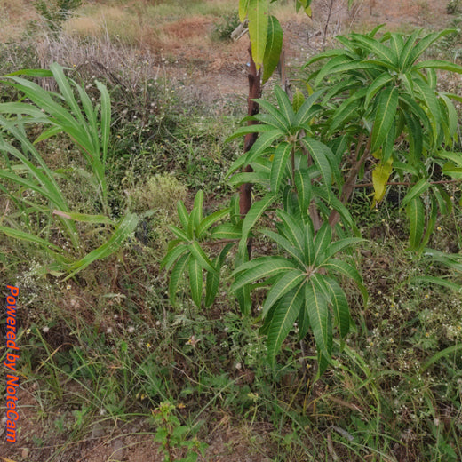 Growing Green: Bajaj Allianz Life Insurance’s Agroforestry Initiative – 6 months