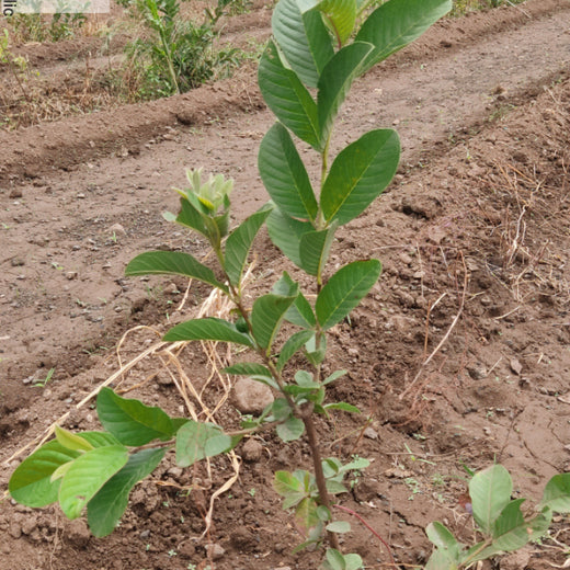 Growing Green: Bajaj Allianz Life Insurance’s Agroforestry Initiative – 6 months