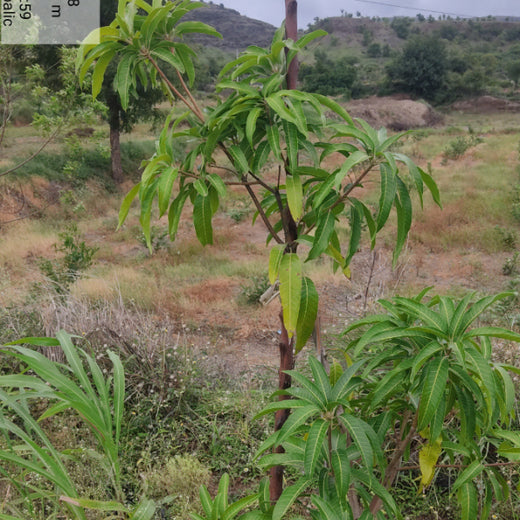 Growing Green: Bajaj Allianz Life Insurance’s Agroforestry Initiative – 6 months