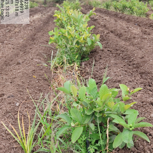 Growing Green: Bajaj Allianz Life Insurance’s Agroforestry Initiative – 6 months