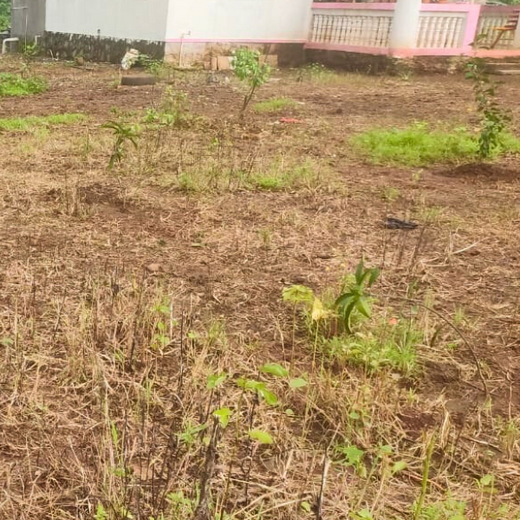 BDx India’s Agroforestry in Maharashtra:Cultivating Sustainability – 6 months