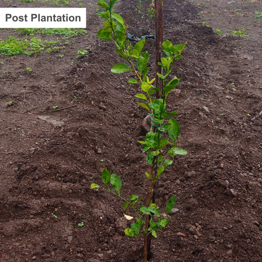 Roots of Joy: Navnit Motors' Green Tribute to Every BMW Experience – Planting