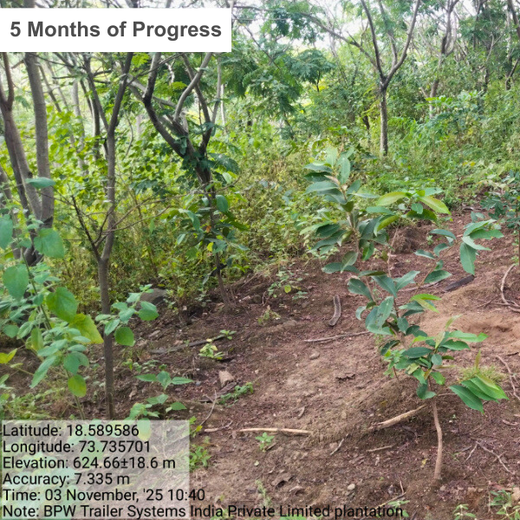 Engineering Green Futures: BPW India’s “Grow a Tree” Urban Forest – 6 months