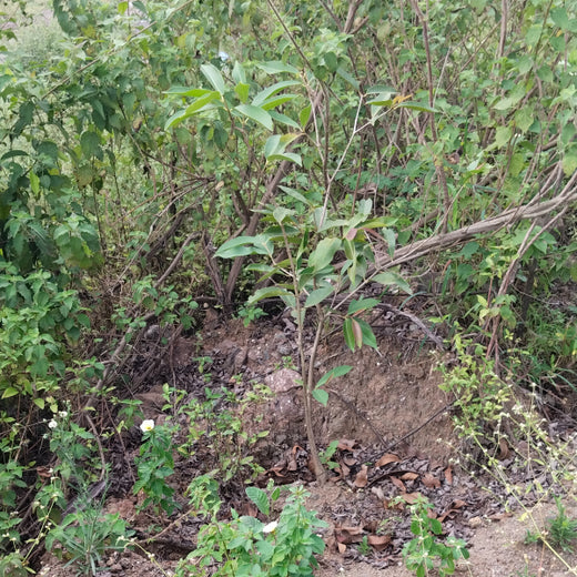 Engineering Green Futures: BPW India’s “Grow a Tree” Urban Forest – 6 months