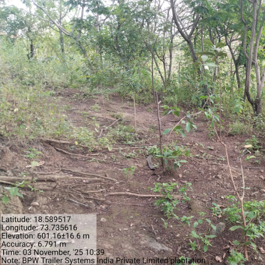 Engineering Green Futures: BPW India’s “Grow a Tree” Urban Forest – 6 months