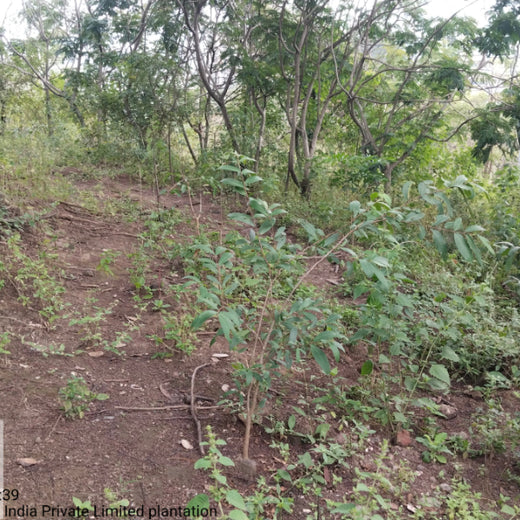 Engineering Green Futures: BPW India’s “Grow a Tree” Urban Forest – 6 months