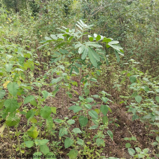Engineering Green Futures: BPW India’s “Grow a Tree” Urban Forest – 6 months
