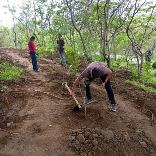 Engineering Green Futures: BPW India’s “Grow a Tree” Urban Forest – Planting