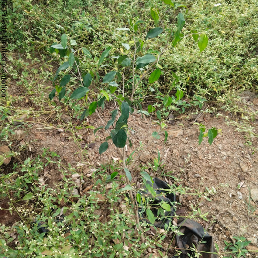 Engineering Green Futures: BPW India’s “Grow a Tree” Urban Forest – 6 months