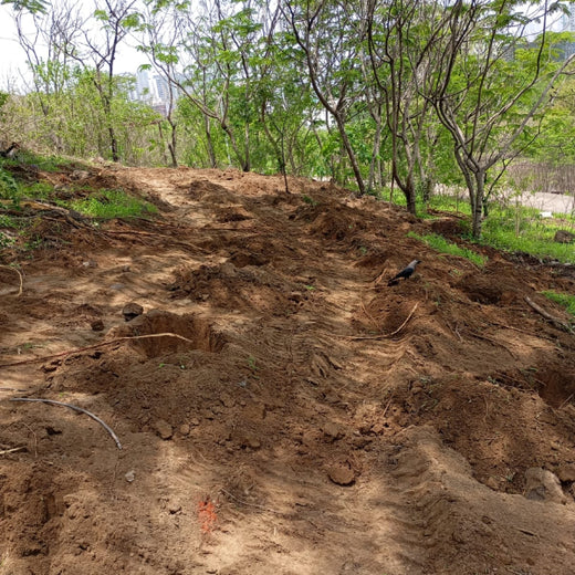 Engineering Green Futures: BPW India’s “Grow a Tree” Urban Forest – Planting