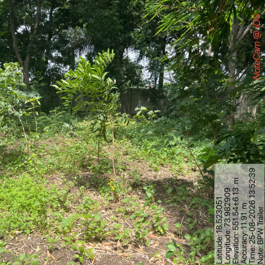 Engineering Green Futures: BPW India’s “Grow a Tree” Urban Forest – 1 year