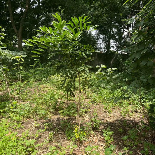 Engineering Green Futures: BPW India’s “Grow a Tree” Urban Forest – 1 year