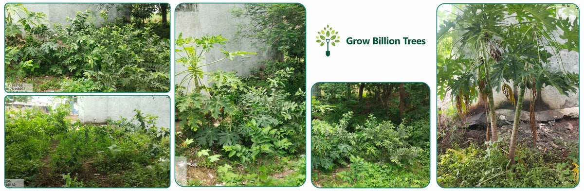 Backyard Biodiversity: Courtyard Plantation by Grow Billion Trees