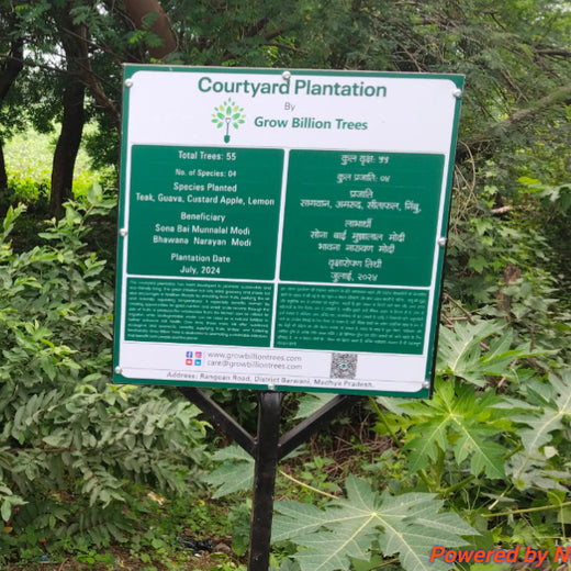 Backyard Biodiversity: Courtyard Plantation by Grow Billion Trees – Planting