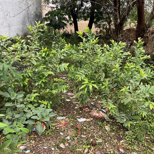 Backyard Biodiversity: Courtyard Plantation by Grow Billion Trees – Planting