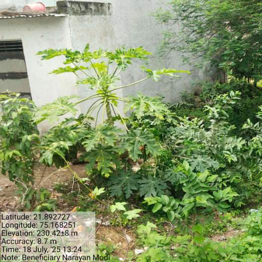 Backyard Biodiversity: Courtyard Plantation by Grow Billion Trees – Planting