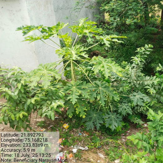 Backyard Biodiversity: Courtyard Plantation by Grow Billion Trees – Planting
