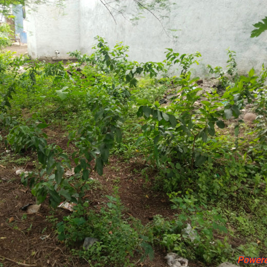 Backyard Biodiversity: Courtyard Plantation by Grow Billion Trees – Planting
