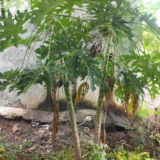 Backyard Biodiversity: Courtyard Plantation by Grow Billion Trees – Planting
