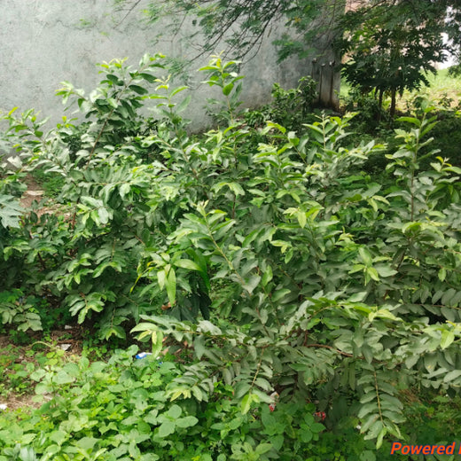 Backyard Biodiversity: Courtyard Plantation by Grow Billion Trees – Planting