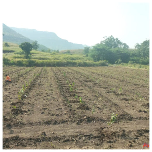 Agroforestry for a Sustainable Tomorrow: Bajaj Allianz General Insurance's ESG Initiative – 1 year