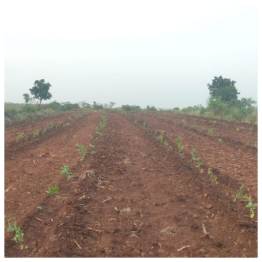 Agroforestry for a Sustainable Tomorrow: Bajaj Allianz General Insurance's ESG Initiative – 1 year