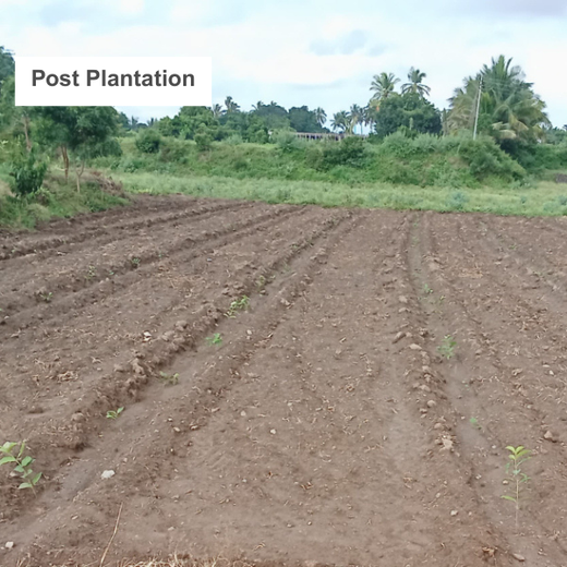 Agroforestry for a Sustainable Tomorrow: Bajaj Allianz General Insurance's ESG Initiative – 1 year