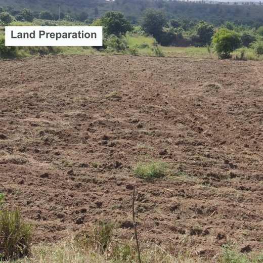 Agroforestry for a Sustainable Tomorrow: Bajaj Allianz General Insurance's ESG Initiative – Planting