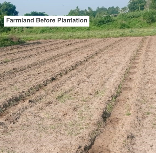 Agroforestry for a Sustainable Tomorrow: Bajaj Allianz General Insurance's ESG Initiative – Planting