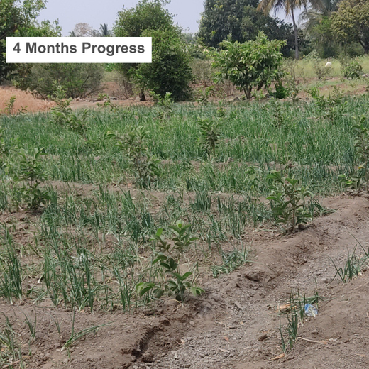 Agroforestry for a Sustainable Tomorrow: Bajaj Allianz General Insurance's ESG Initiative – 2 years