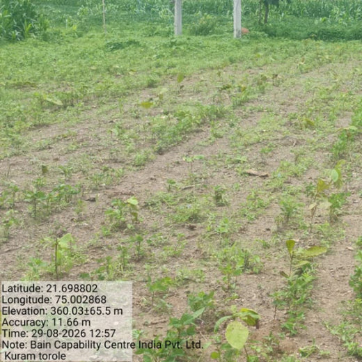 Bain Capability Centre India Pvt. Ltd: Trees Today, A Greener Tomorrow – 6 months