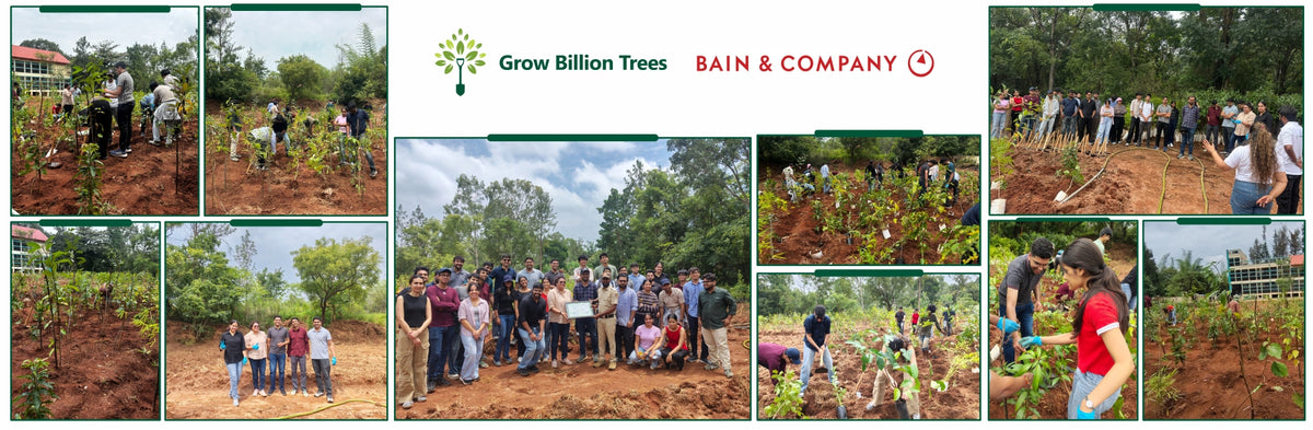 Bain Capability Centre India Pvt. Ltd: Trees for a Greener Bengaluru