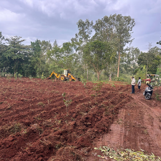 Bain Capability Centre India Pvt. Ltd: Trees for a Greener Bengaluru – Planting