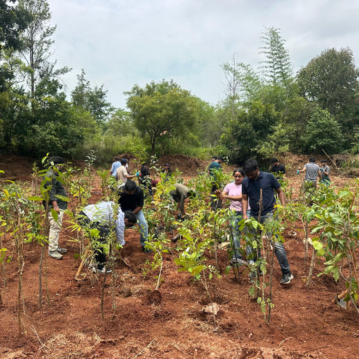 Bain Capability Centre India Pvt. Ltd: Trees for a Greener Bengaluru – 6 months