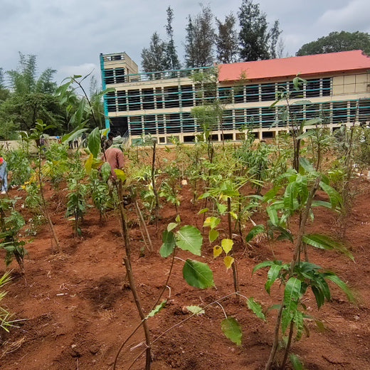 Bain Capability Centre India Pvt. Ltd: Trees for a Greener Bengaluru – 6 months